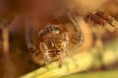 /album/araneidae/araneus-quadratus-a-jpg/